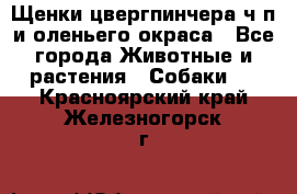 Щенки цвергпинчера ч/п и оленьего окраса - Все города Животные и растения » Собаки   . Красноярский край,Железногорск г.